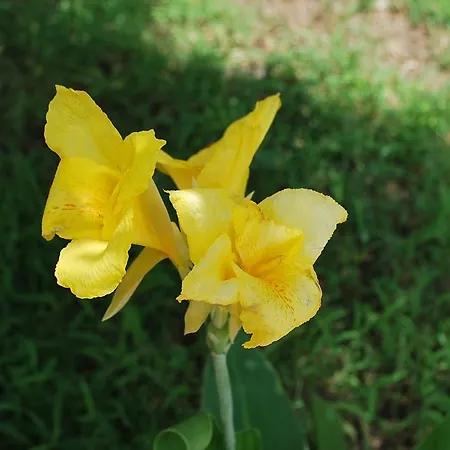 Campo Portakal Eco Glamping Campo de lujo *