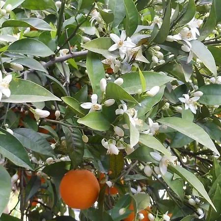 Campo de lujo Campo Portakal Eco Glamping Çıralı